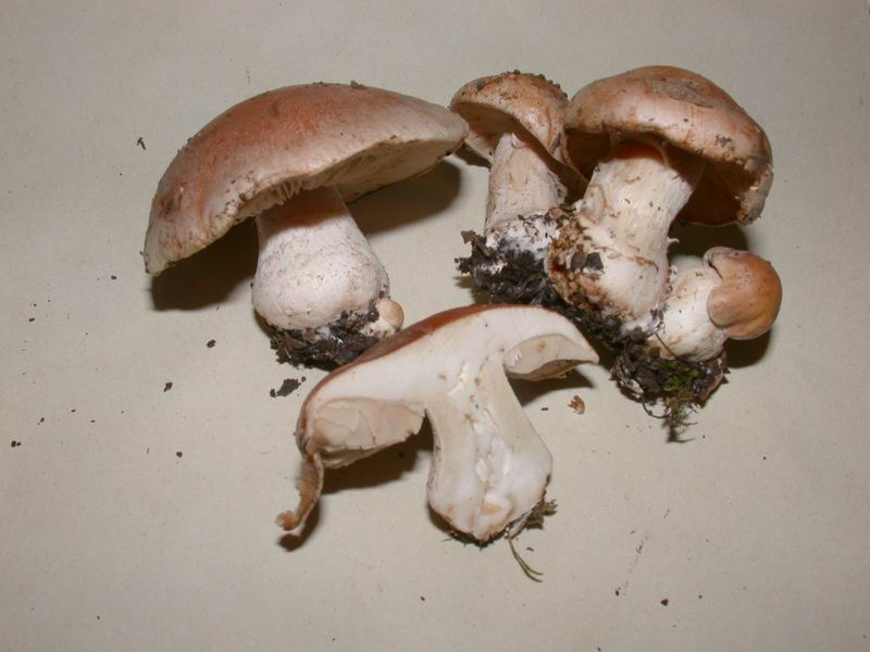 Hebeloma sp. - Ieri in lecceta....